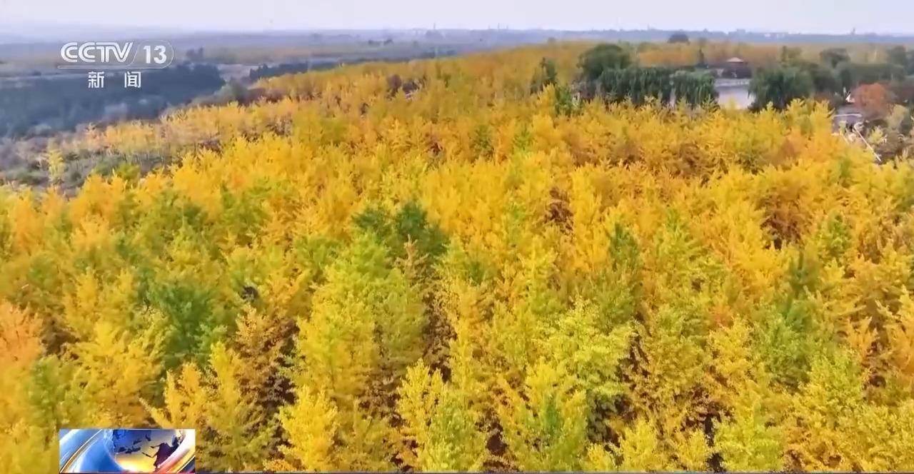 多地秋天“迟到早退” 秋季为何越来越短了？