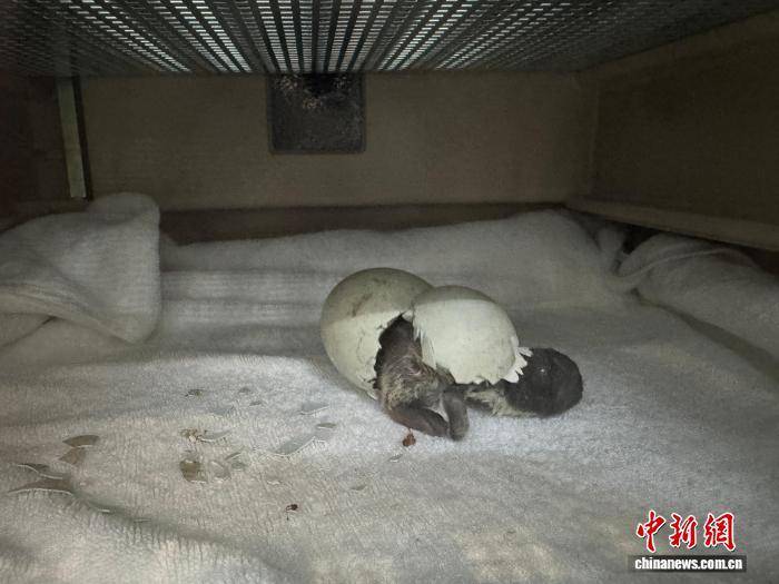 广州正佳极地海洋世界诞生今年第一只南极小企鹅