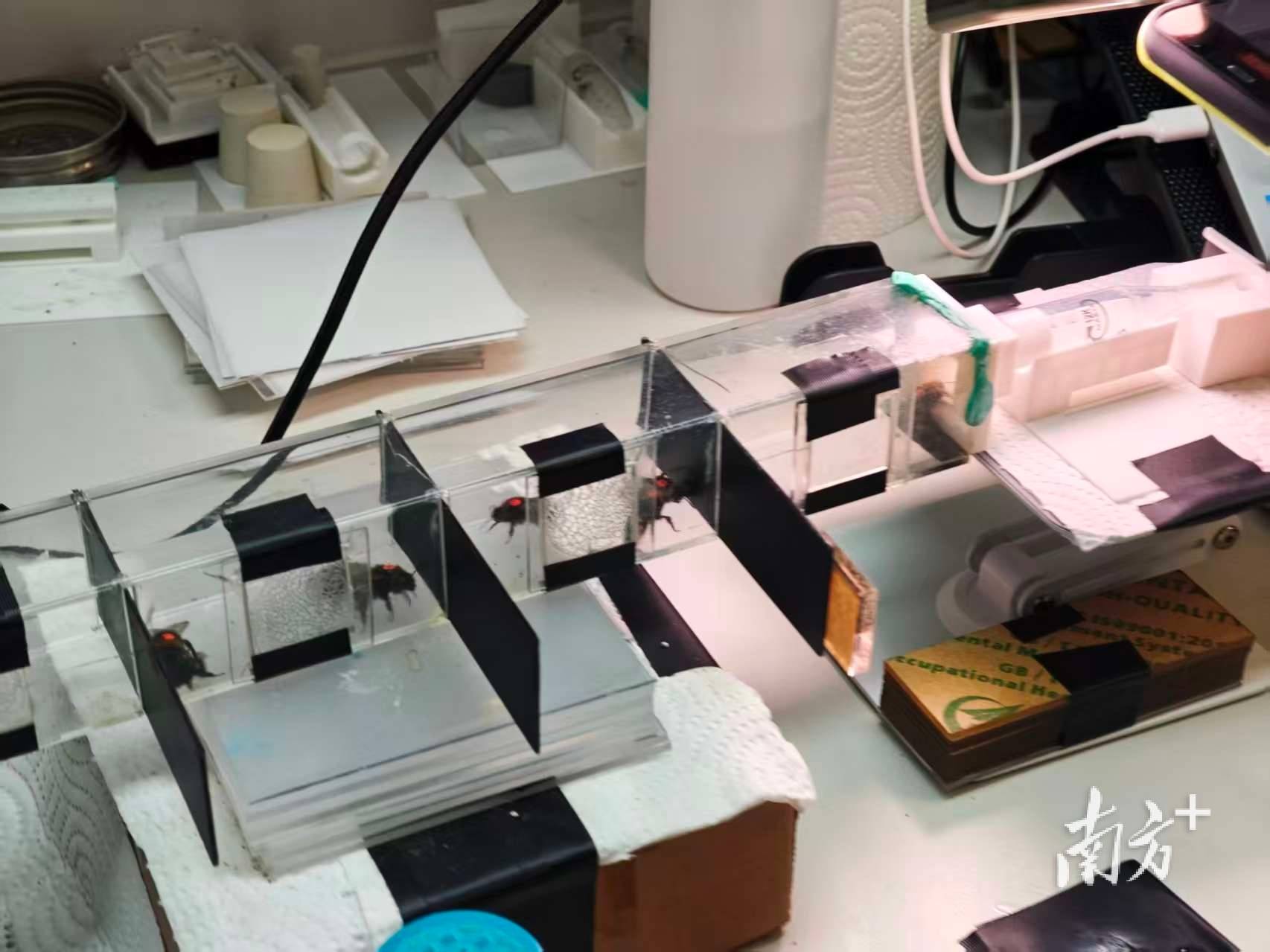 人类如何“读懂”大黄蜂的“感同身受”?