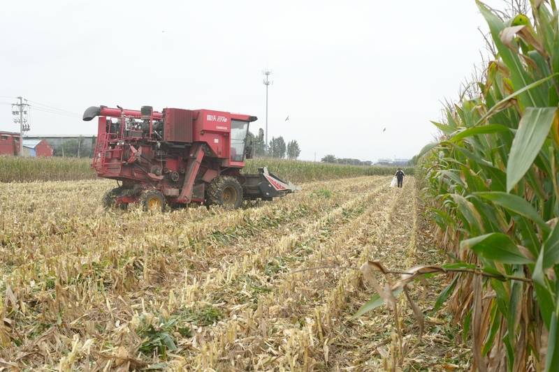 阴雨50天，他用3200块救回30万斤玉米